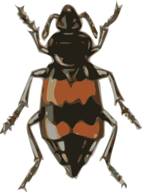 Insect Beetle Small · Free Vector Graphic On Pixabay