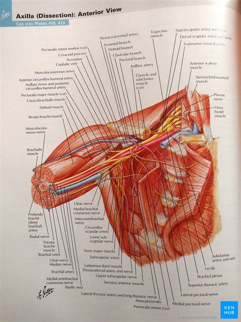 Frank Netter's Atlas of Human Anatomy: Review | Kenhub