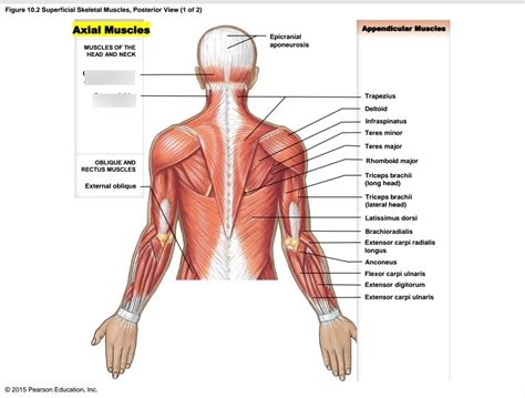 Ch Axial Muscles Posterior Diagram Quizlet