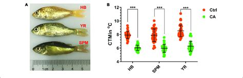 Cold Acclimation Of The Three Common Carp Strains A Photos Of The