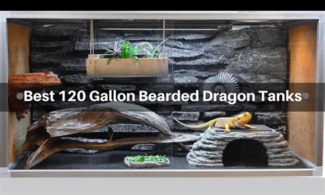 DIY REPTILE TERRARIUM 120 Gallons Bearded Dragon Setup Atelier Yuwa