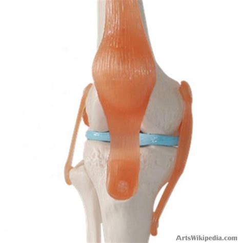 Lifesize Human Knee Joint Anatomy Model Medical Science Teaching