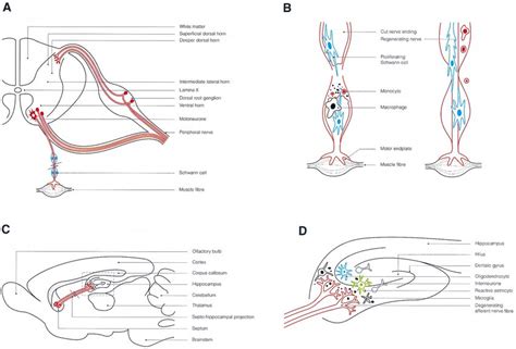schematic illustration   reaction  axotomy   pns  cns