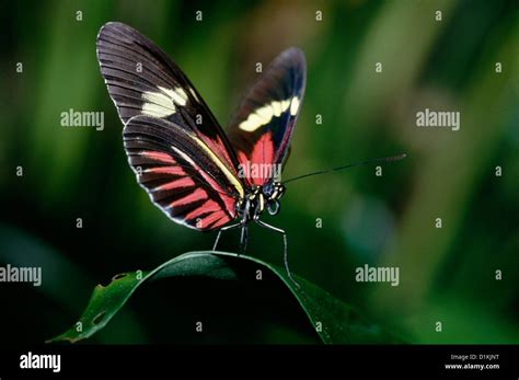 Postman Butterfly Heliconius Melpomone Adult On Leaf Rain Forest Of