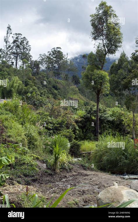 Papua New Guinea Eastern Highlands Goroka Namta Mefenga Typical