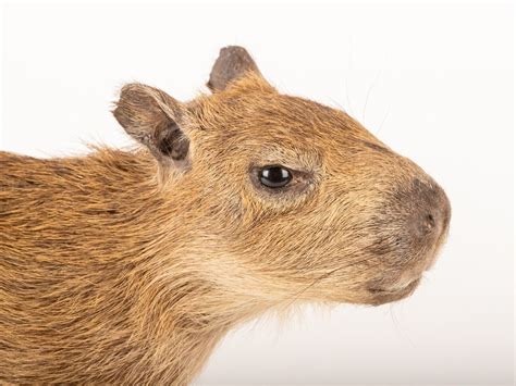 Greater Capybara Hydrochoerus Hydrochaeris Taxidermy Stand Mount3 Ebay