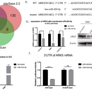 MiR 424 5p Directly Target ARK5 By Binding To Its 3 UTR A Venn