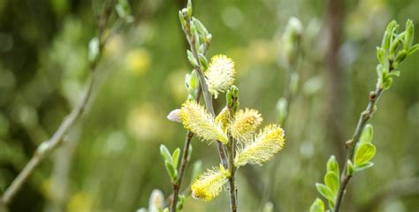 Identifying Willow Trees By Their Leaves - Mechanicsburg Tree Service