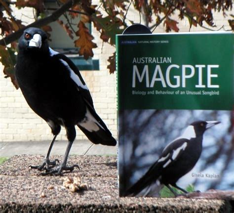 Gisela Kaplan Australian Magpie Biology And Behaviour Of An Unusual