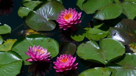 Lotus Vs Water Lily Key Differences Cutting Edge Plants