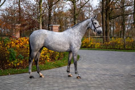 Le Haras Des Coudrettes Bahamas De Hus HDC