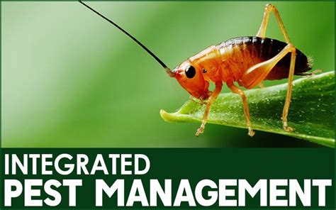 How To Practice Ipm Newstar Pest Control Dubai