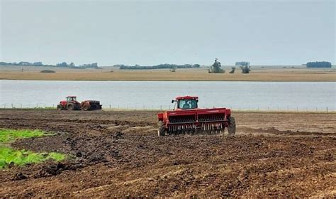 Plantio de arroz chegou a 84 11 da área no Rio Grande do Sul