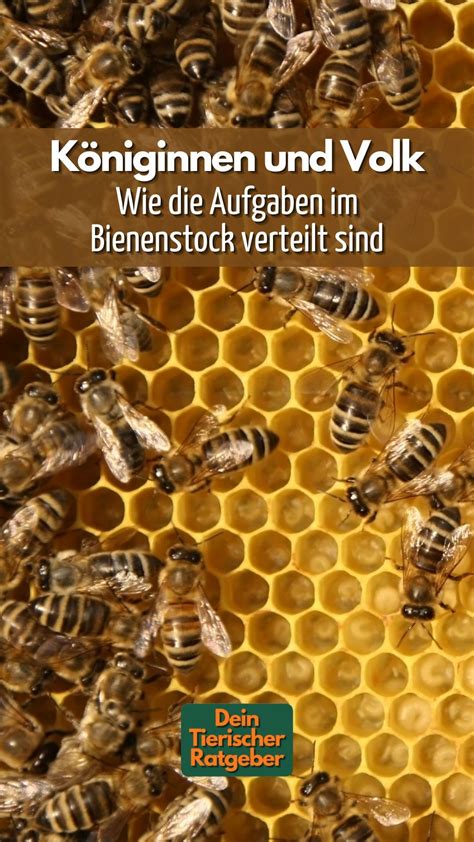 Im Bienenstock Hier Hat Jeder Bienentyp Seine Aufgabe Artofit