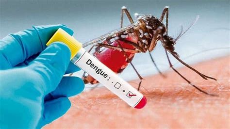 En El D A Internacional De La Lucha Contra El Dengue Destacan La