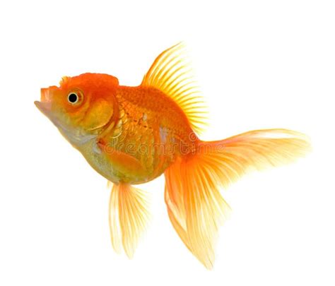 Goldfish on White Background Stock Image - Image of nature, fauna: 113016211