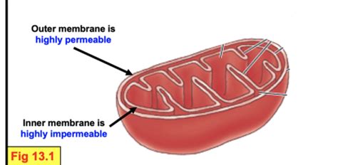 Chapter Mitochondria Cell Bio Midterm Flashcards Quizlet