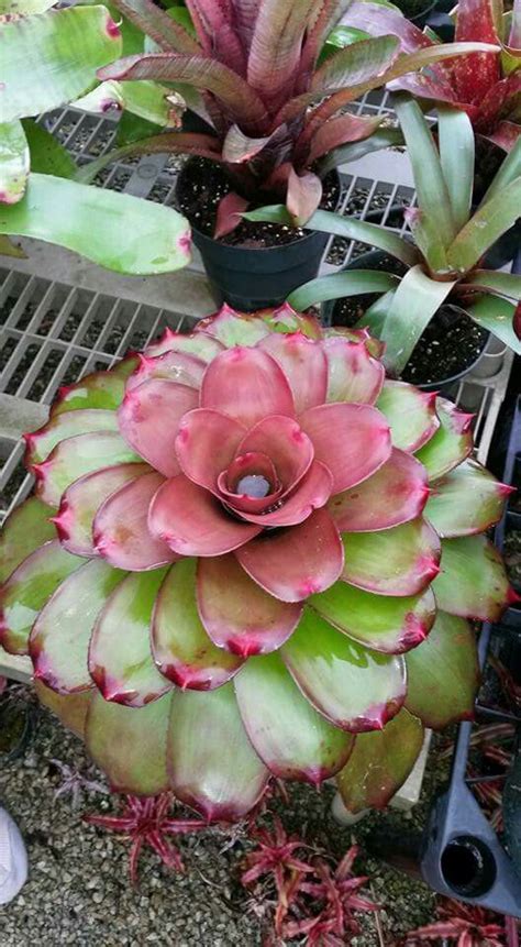 Neoregelia Bromeliad Care Tips For Bromeliads Houseplant