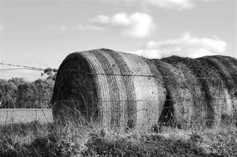 Balas De Heno En El Campo Y Tractor En El Trabajo En El Fondo Foto De