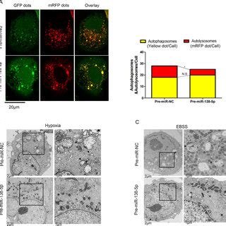 MiR 138 5p Inhibits The Autophagy Flux In Pancreatic Cancer Cells A