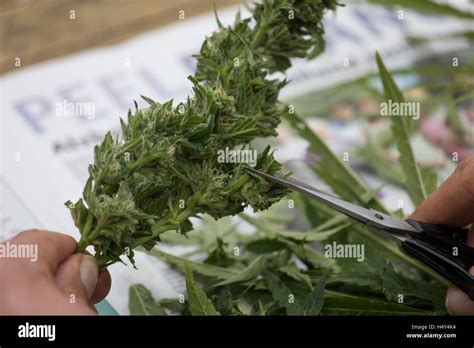 Cannabis schneiden Fotos und Bildmaterial in hoher Auflösung Alamy