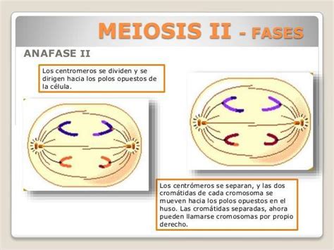 En La Las Cromatidas Hermanas De Cada Cromosoma Se Separan Y Se