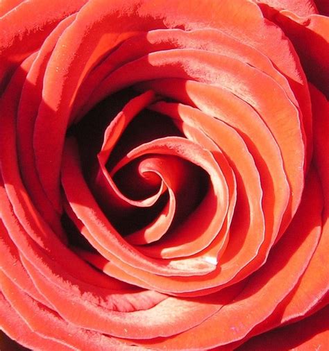 A Maze Ing Red Rose Photograph By Terry Joyce Fine Art America