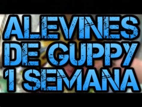 Alevines De Guppys Con Semana Youtube