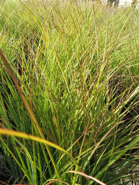 Miscanthus sinensis 'Gracillimus' - Boething Treeland Farms