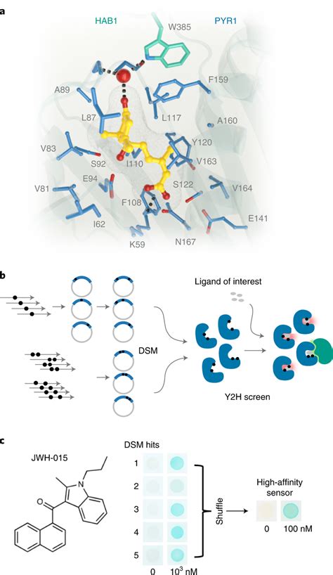 Protein Structure Guided Design Of High Affinity Pyr Based Cannabinoid