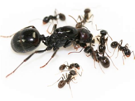 Harvester Ant Messor Barbarus Ants Uk