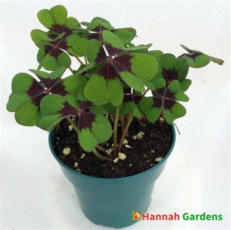 Iron Cross Shamrock Oxalis Plant Easy Grow Houseplant 4 Pot