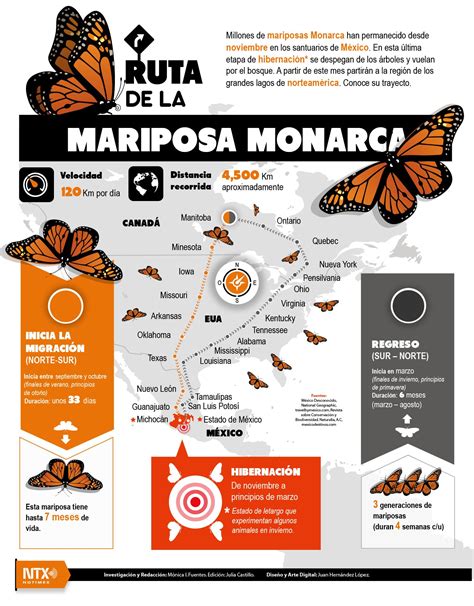 Conoce El Recorrido Que Realizan Las Mariposas Monarca Durante Su