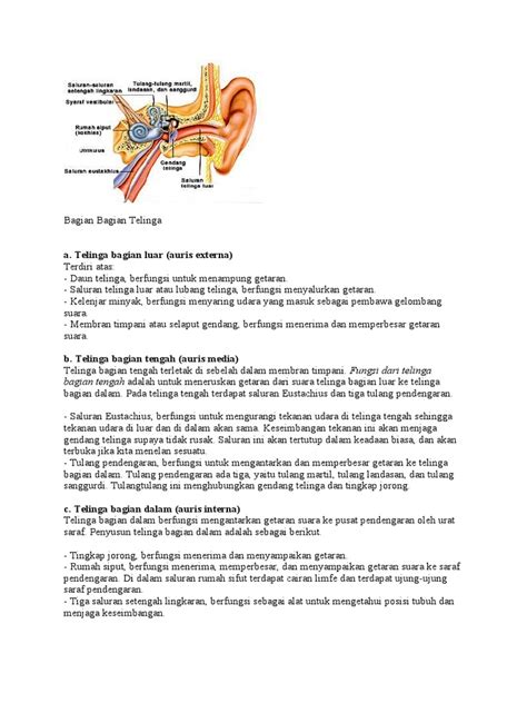 Bagian Bagian Telinga Dan Fungsinya Pdf