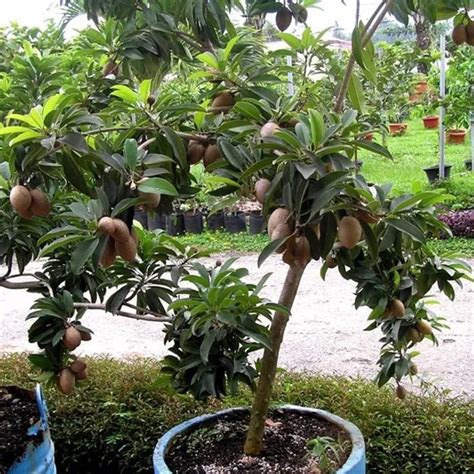 Jual Bibit Buah Sawo Manila Super Okulasi Siap Berbunga Shopee Indonesia