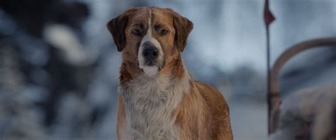 "Call of the Wild': How CG Dog Buck Held His Own with Harrison Ford