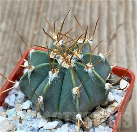 Shpr Astrophytum Capricorne V Aureum X Asterias