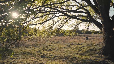 Tree Sways In The Breeze As Sun Shines Through Branches Stock