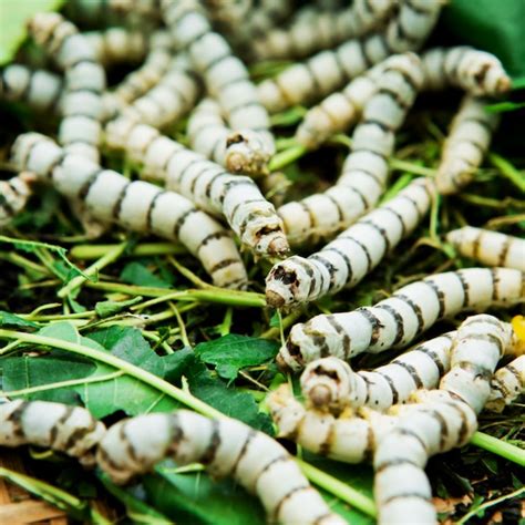 Premium Photo Close Up Silkworm Eating Mulberry Green Leaf