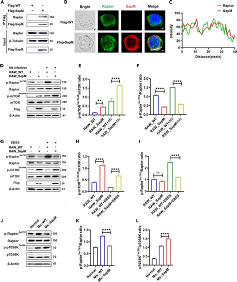 Mycobacterial SapM Hampers Host Autophagy Initiation For Intracellular