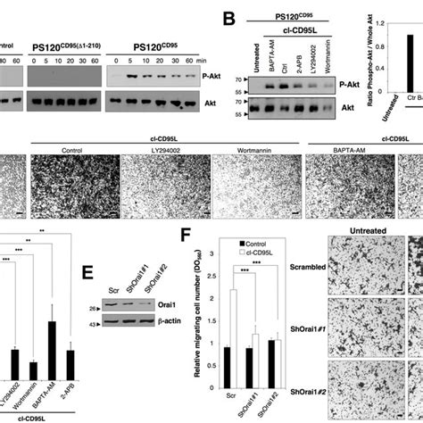 The Src Kinase C Yes Orchestrates The Cl Cd95l Mediated Pi3k Akt