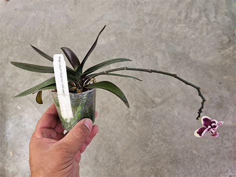 Manu's Orchids – Manu's Orchids