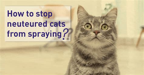 Will a cat stop spraying if neutered - Qoe