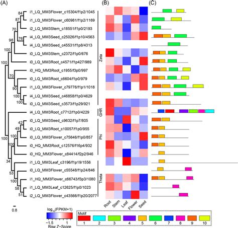 Neighbor Joining Nj Phylogenetic Tree Expression Level And