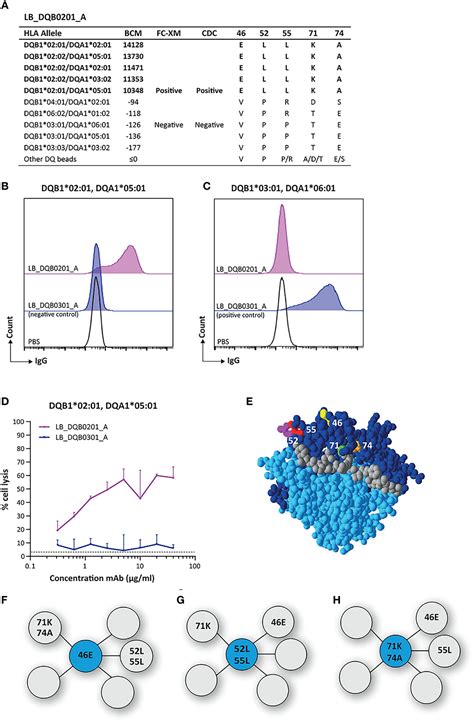 Frontiers Hla Dq Specific Recombinant Human Monoclonal Antibodies