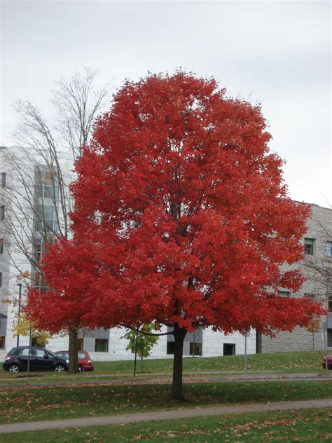 Some Late Fall Color – The Middlebury Landscape