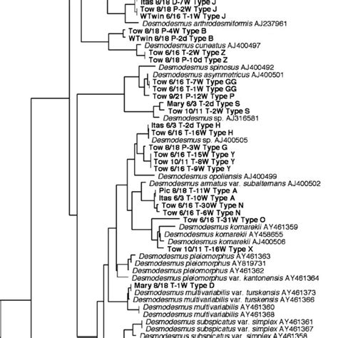 Dendrogram Derived From Neighbor Joining Analysis Of Internal