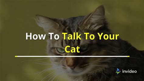 How To Talk To Your Cat Youtube