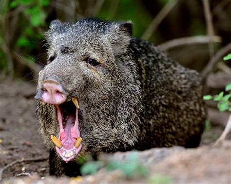 Not Wild Pigs: In Appreciation Of Javelinas, Iconic Native, 59% OFF