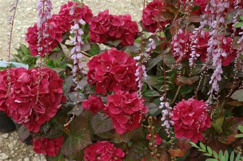 Hydrangea Merveille Sanguine Free Freight Option